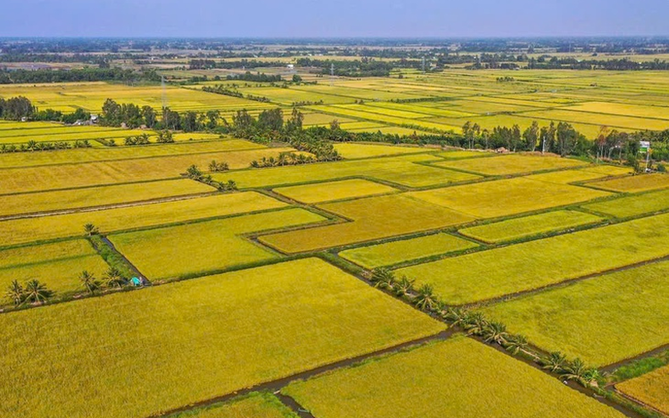 Vietnam’s rice prices lead world, further surges expected