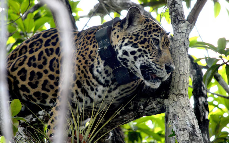 Mexico's jaguar population is up 30% since 2010, but still at risk