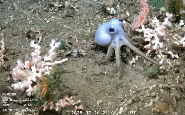 Patrick Star and 'Drag Queen' crab: underwater robot live stream captivates Argentines
