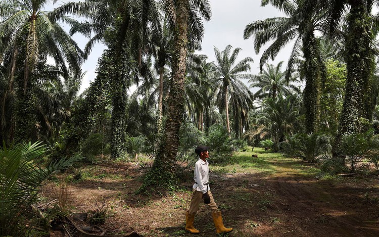 Old trees and ageing farmers worsen outlook for top palm oil exporters
