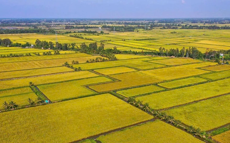 Vietnamese rice prices soar as Philippines bans imports from September 1