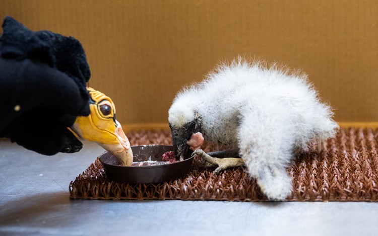 Prague zookeepers turn to puppets to parent baby vultures
