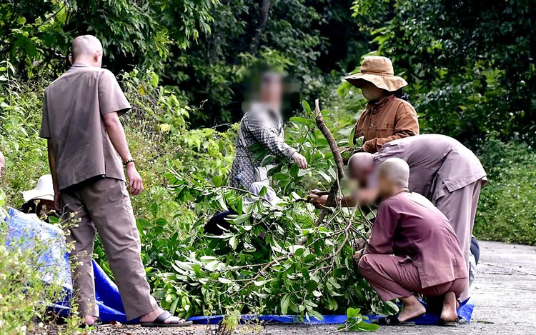 Da Nang fines man for breaking tree branches in protected forest to pick wild fruit