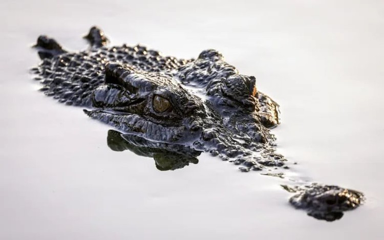 Australian authorities investigate influencer over croc wrestling