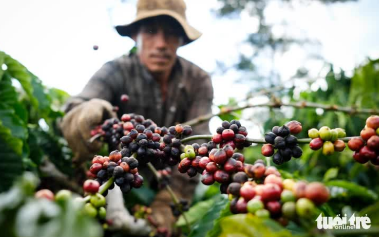 Vietnam trade ministry calls on Lam Dong to expand exports to South America, Africa