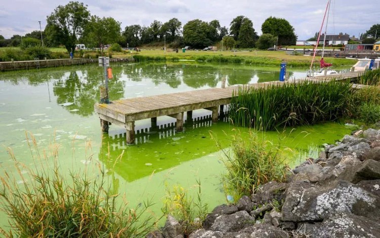 UK's largest lake 'dying' as algae blooms worsen