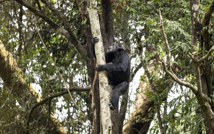 Chimps ingest alcohol daily: study

