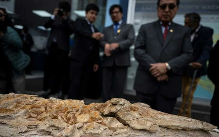 12-million-year-old porpoise fossil found in Peru
