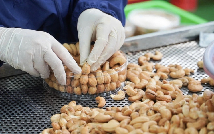 Vietnam unveils new initiative to support cashew farmers, promote sustainable growth