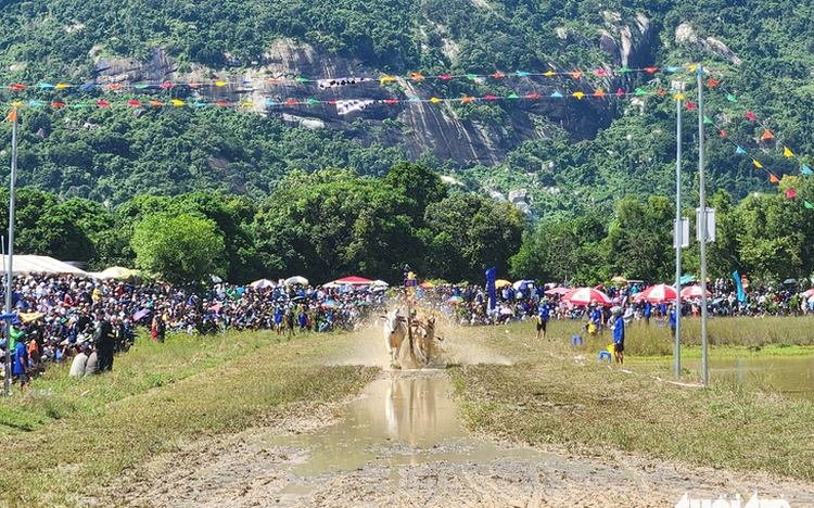 Thousands brave sun to watch ox racing festival in southern Vietnam