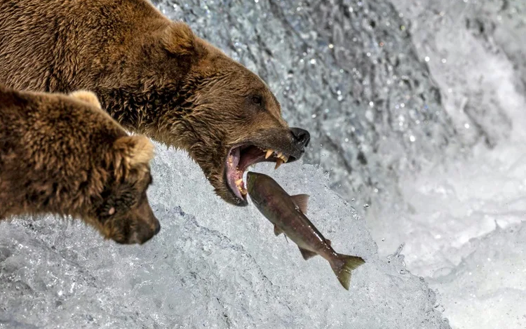 Big news: Annual eating contest roars to life in Fat Bear Week
