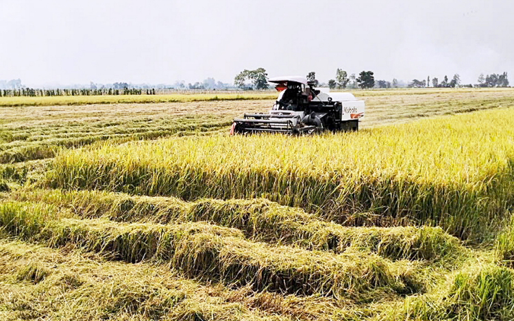 Stakeholders call for state intervention to stabilize prices following Philippines’ halt in Vietnamese rice imports