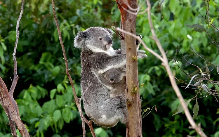 Australia halts logging for koala haven on eastern coast