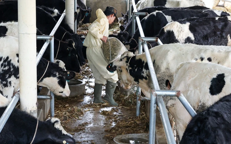 Dairy duty: Indonesia presses businesses to find a million cows