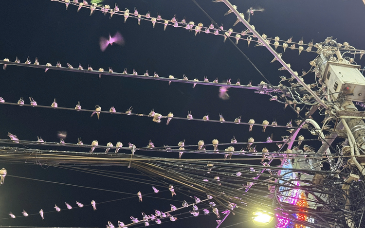 Swallows linger too long, foul streets in Vietnam’s Can Tho
