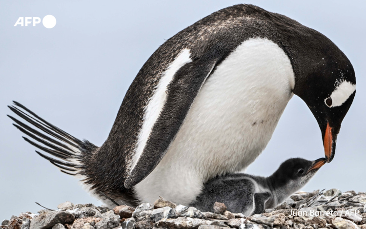Penguins bring forward breeding season as Antarctica warms: study