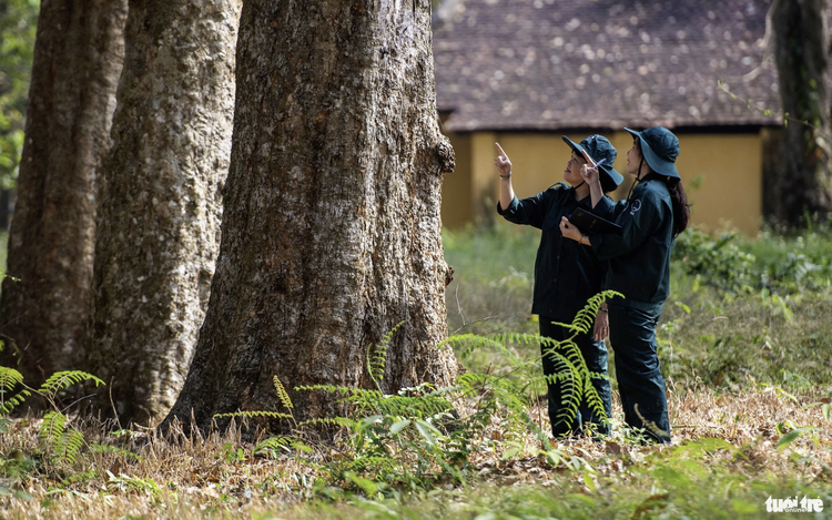Exploring Vietnam’s 120-year-old rubber tree garden planted by French