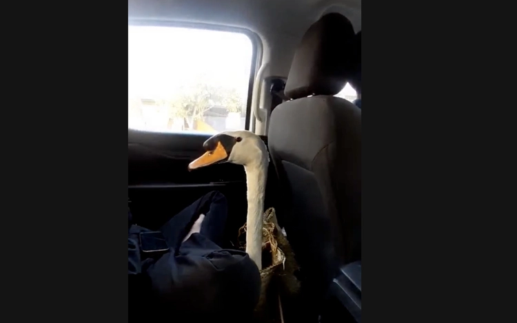 Ho Chi Minh City police recover white swan stolen from zoo, arrest suspect in Tay Ninh