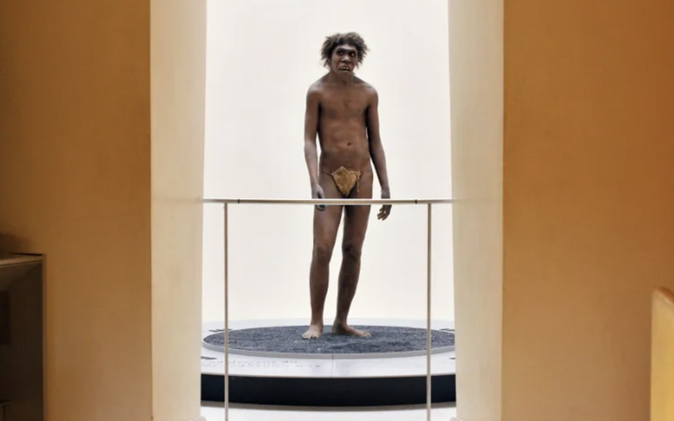 Fossils discovered in Morocco shed light on our African roots
