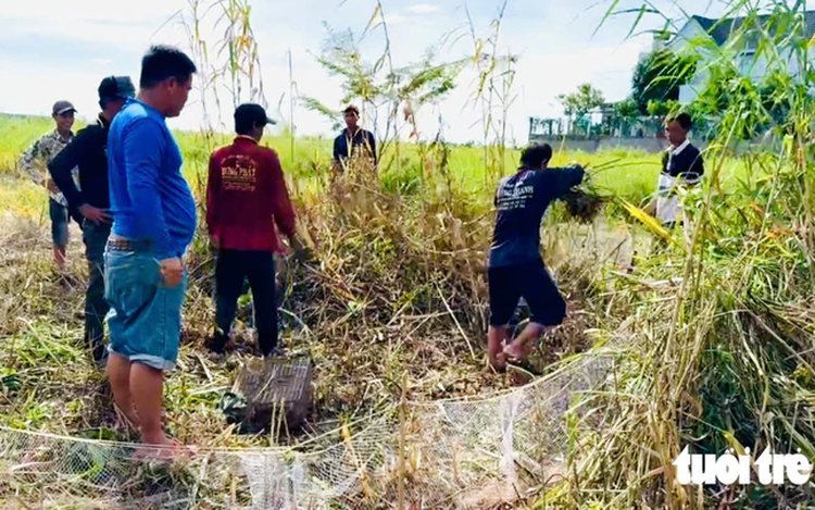 Vietnam’s Mekong Delta residents hunt rice field rats during harvest season