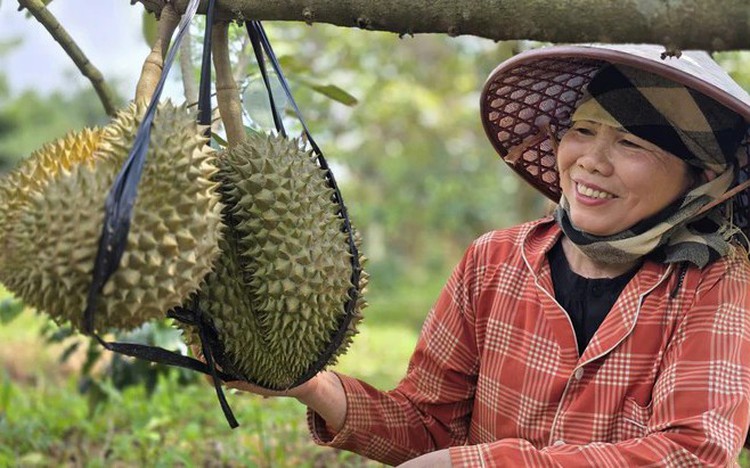 In Vietnam's Quang Tri, durian trial bears sweet fruit on coffee soil