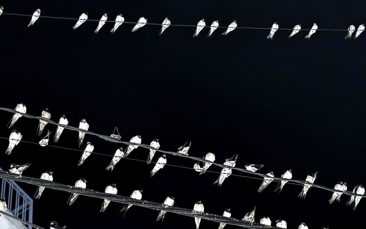 In this Vietnamese city, arrival of swallows brings both good fortune and cleaning challenges