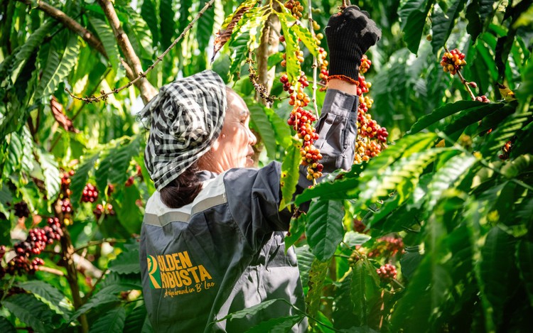 'Vietnam Robusta Origin Passport' proposed to elevate national coffee brand
