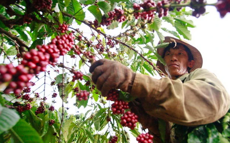Vietnamese Robusta coffee prices expected to stay high