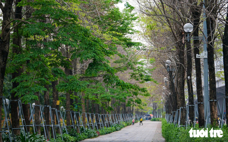 Hanoi plans to give every street its own signature tree