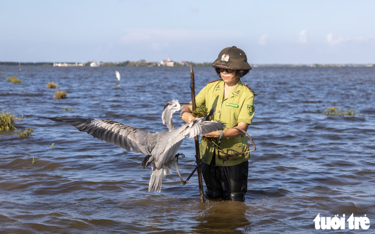 In Vietnam’s flooded fields, wild birds fall into invisible, cruel traps