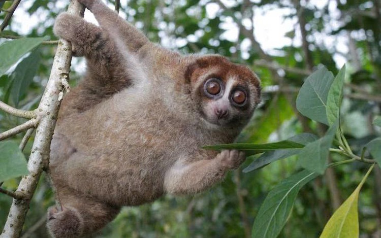 Feared extinct, Bangka slow loris primate rediscovered in Indonesia