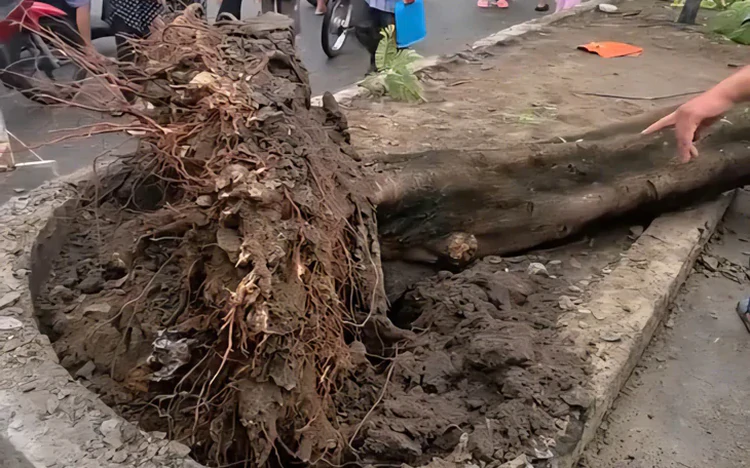 Uprooted tree kills man in Ho Chi Minh City