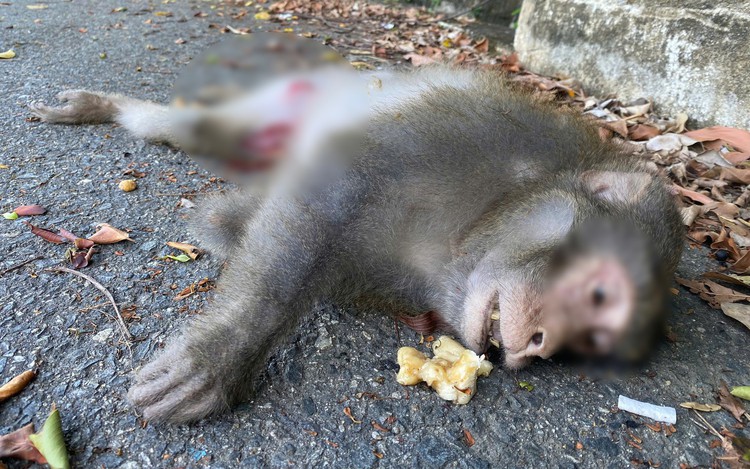 Roadkill monkey sparks fresh alarm over wildlife feeding in central Vietnam