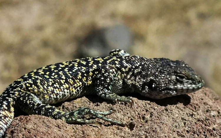 New lizard species discovered in Peru