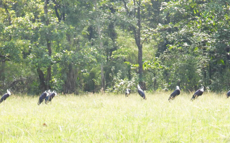 Rare woolly-necked storks spotted foraging in Vietnam
