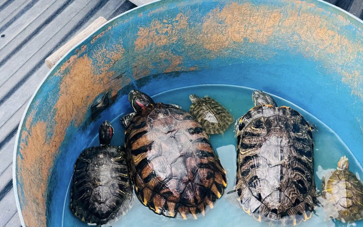 Ho Chi Minh City rangers seize 13 invasive red-eared slider turtles at  shops selling animals for release