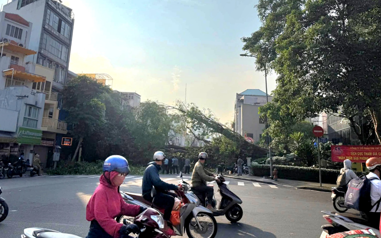 Green city does not mean saving every tree: Vietnamese expert