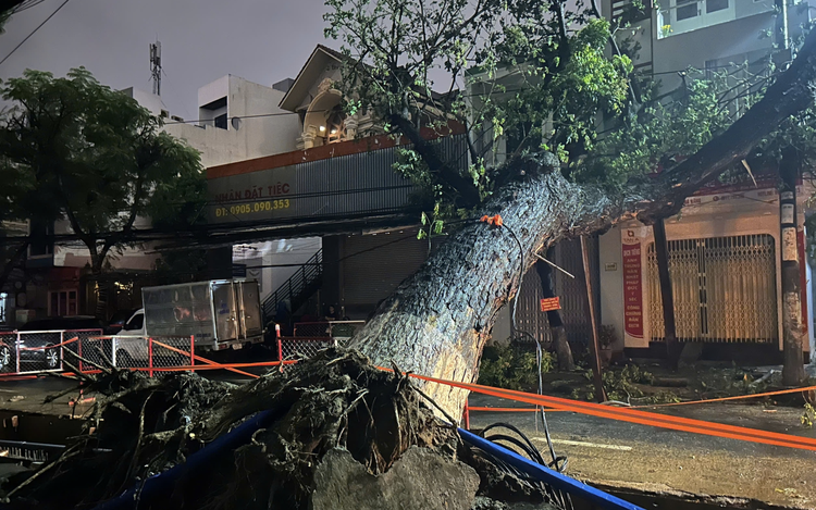 Toppled tree cuts power on downtown street in Da Nang