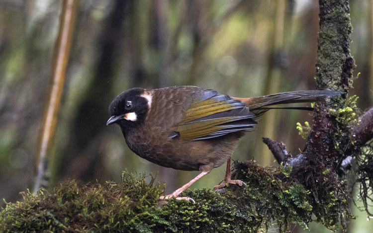Vietnam has new national park