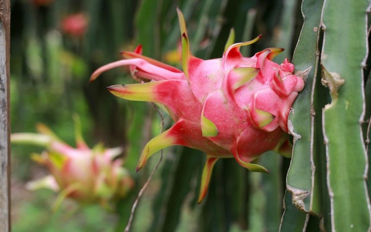 EU tightens checks on Vietnamese farm exports over pesticide residues