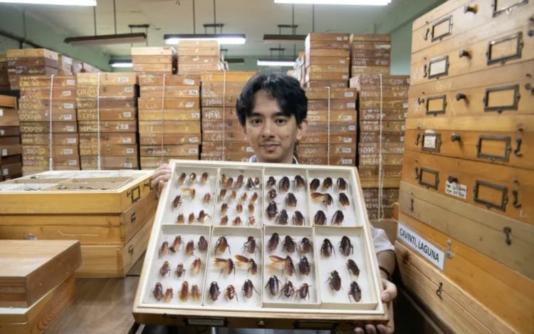 Philippines' 'Cockroach Lord' goes to bat for misunderstood bugs