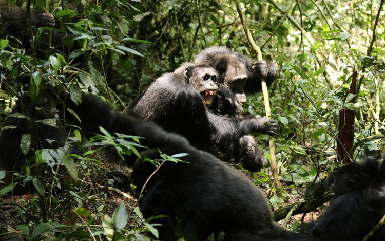 Scientists stunned as chimpanzees turn on friends in killing spree