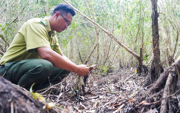 Over 20,000 hectares of forest in Vietnam’s Ca Mau at high fire risk