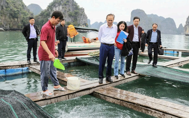 Vietnam trials high-value amberjack aquaculture