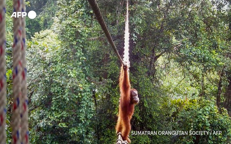 Orangutan uses Indonesia canopy bridge in 'world first': NGO
