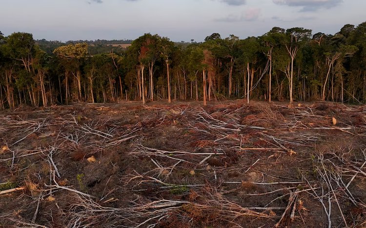 Tropical forest loss eases in 2025 from record high