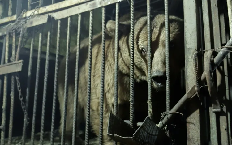 Caged and fed 'cookies': Rescuing Armenia's captive bears