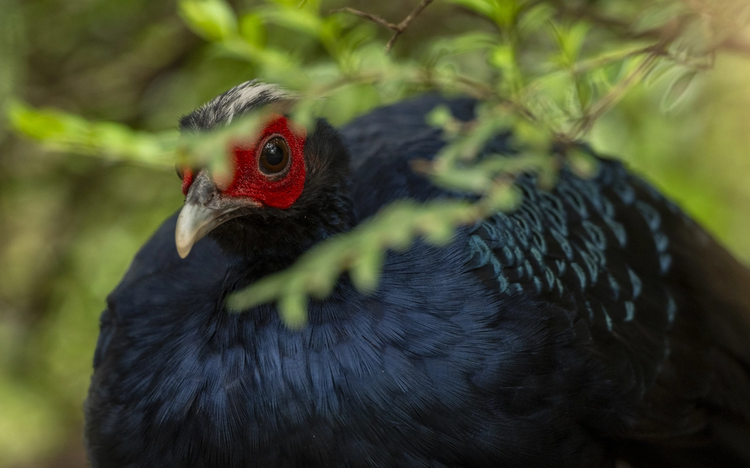 20 Edwards’s pheasants return to Vietnam from Germany in landmark conservation effort