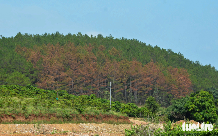 Hundreds of pine trees poisoned in Vietnam’s Central Highlands