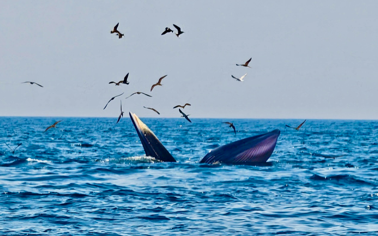 2 whales spotted hunting off central Vietnam waters